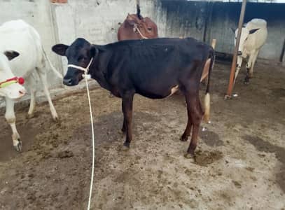 friesian whari