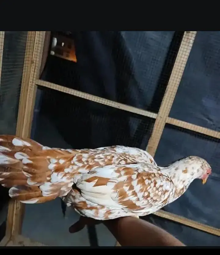 hens and doves with cage read description — photo 6