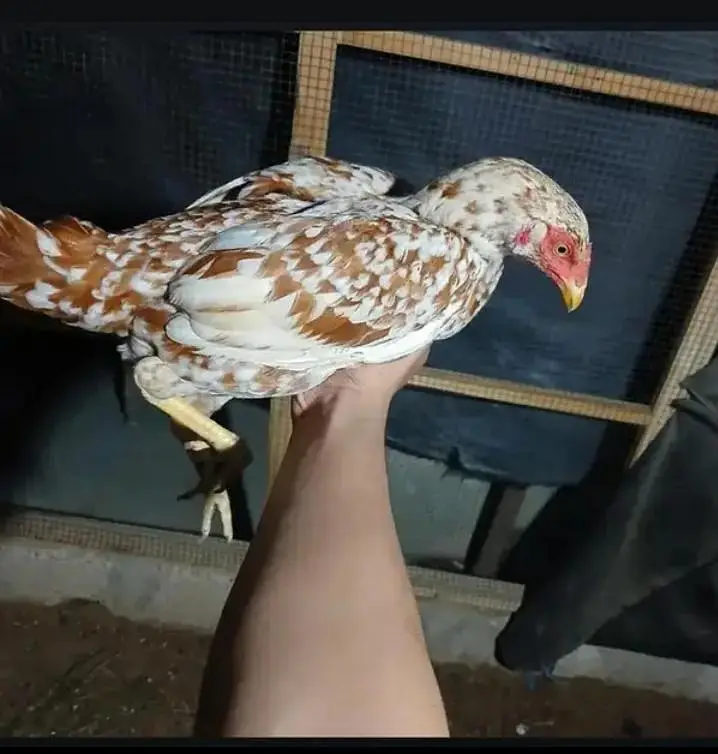 hens and doves with cage read description — photo 7