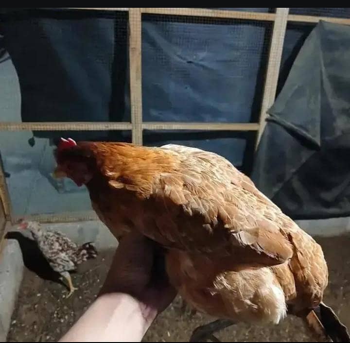 hens and doves with cage read description 7