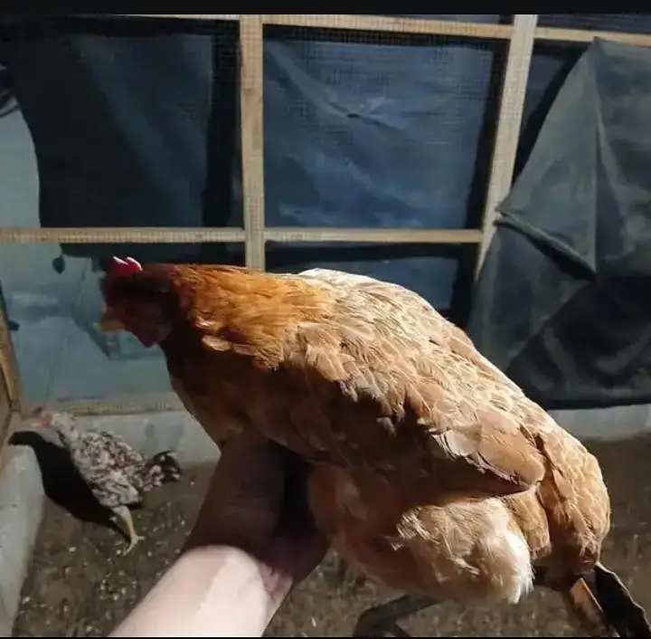 hens and doves with cage read description — photo 8