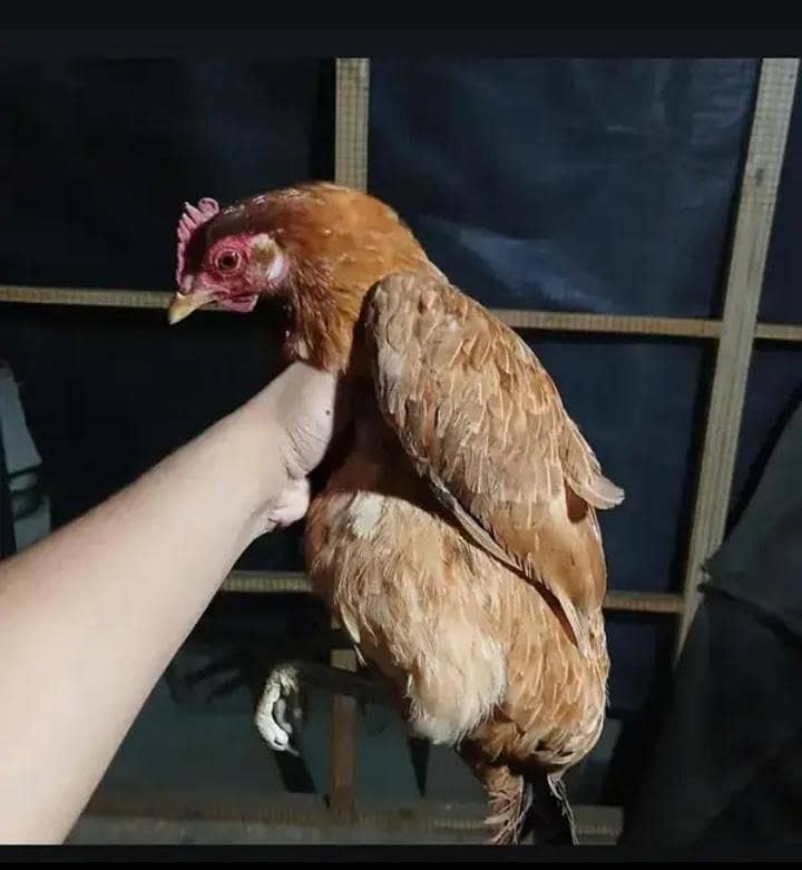 hens and doves with cage read description 8
