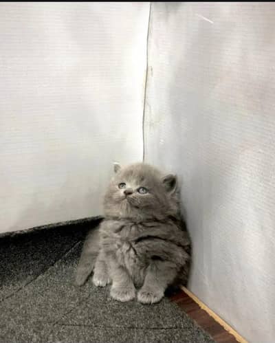 cash on delivery available Persian punch face cat kitten