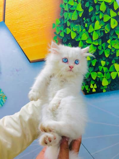 cash on delivery available Persian punch face cat kitten