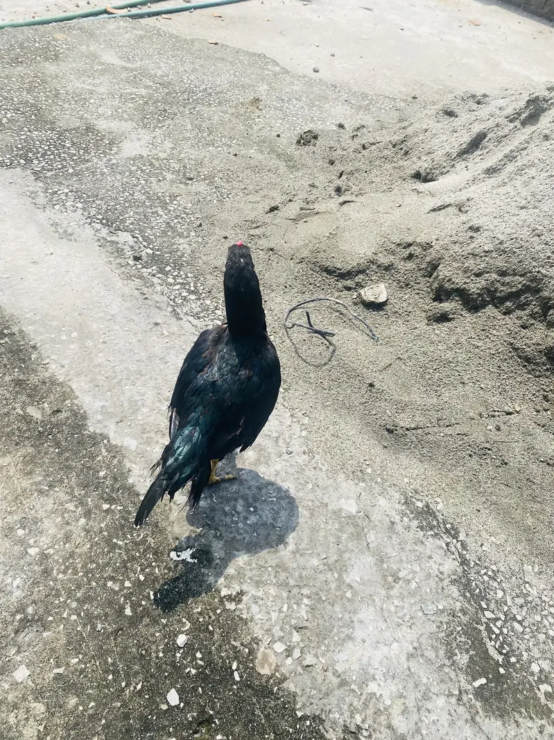 Aseal Mari — photo 2