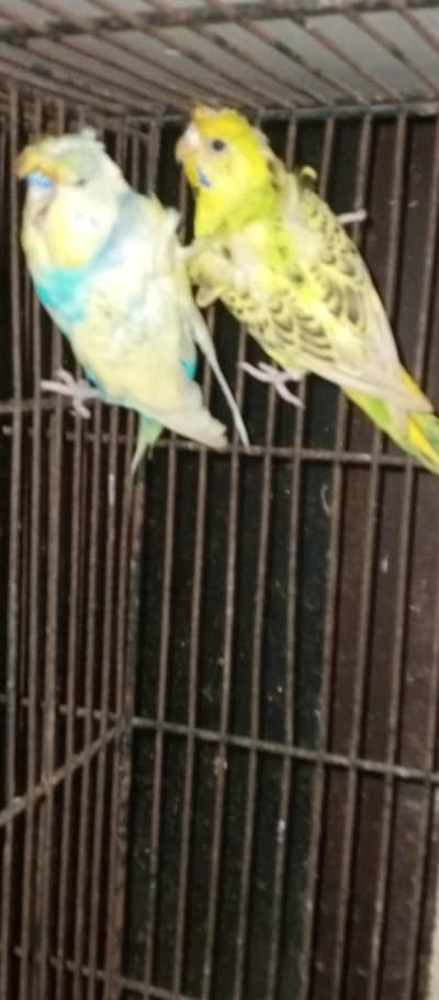 Hogoromo pair for sale