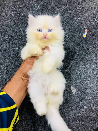 cash on delivery available Persian punch face cat kitten
