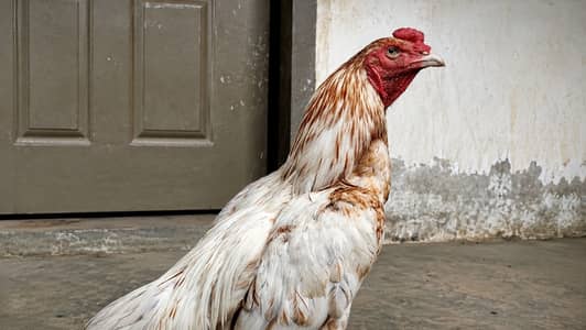Pure Aseel White Nok Nali  | Pure Aseel | Aseel Breeding