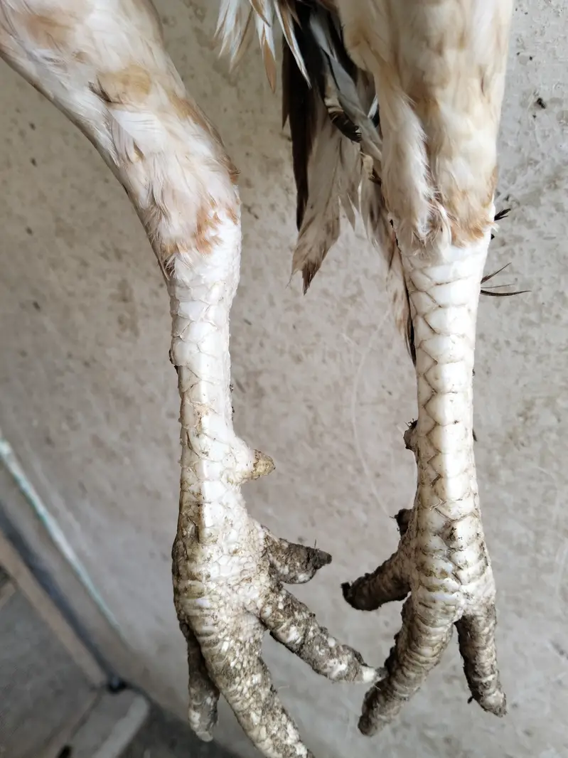 Pure Aseel White Nok Nali  | Pure Aseel | Aseel Breeding — photo 3
