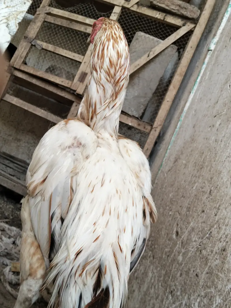 Pure Aseel White Nok Nali  | Pure Aseel | Aseel Breeding — photo 4