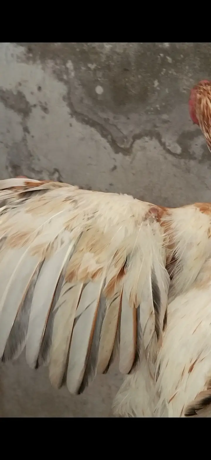 Pure Aseel White Nok Nali  | Pure Aseel | Aseel Breeding — photo 6