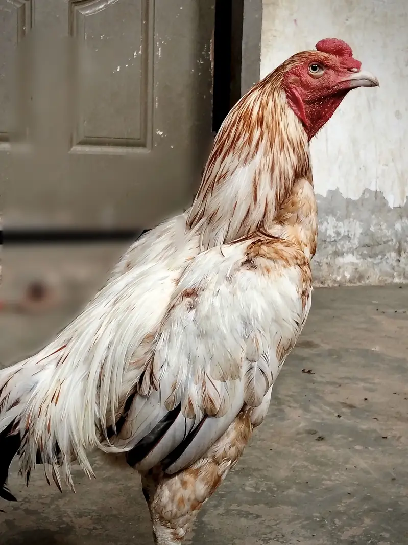 Pure Aseel White Nok Nali  | Pure Aseel | Aseel Breeding — photo 7