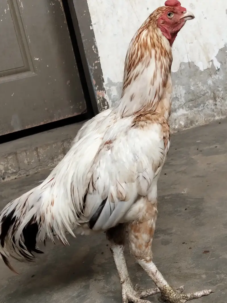 Pure Aseel White Nok Nali  | Pure Aseel | Aseel Breeding — photo 8