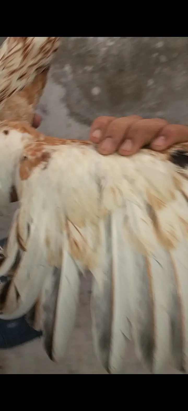 Pure Aseel White Nok Nali  | Pure Aseel | Aseel Breeding — photo 10