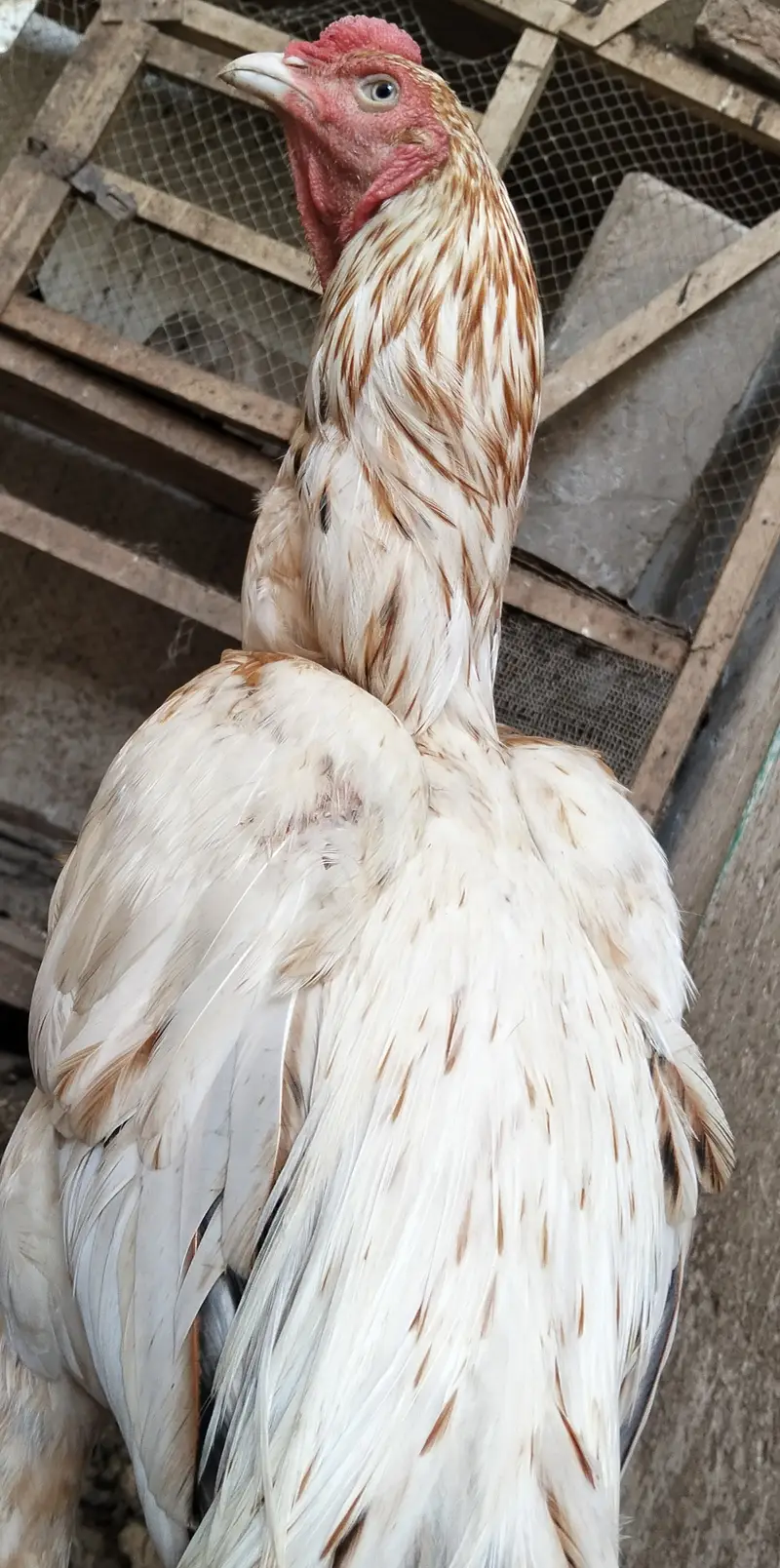 Pure Aseel White Nok Nali  | Pure Aseel | Aseel Breeding — photo 11