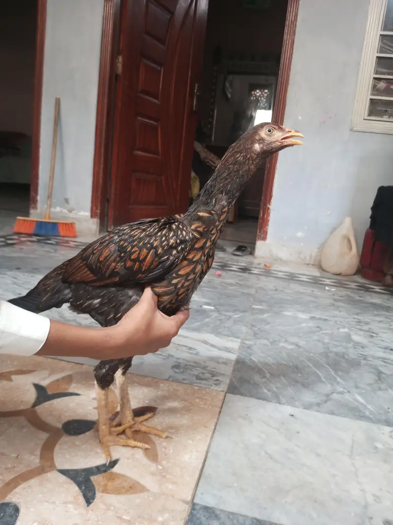 Bhoot achi murge ha aseel ha argen sal ha — photo 2