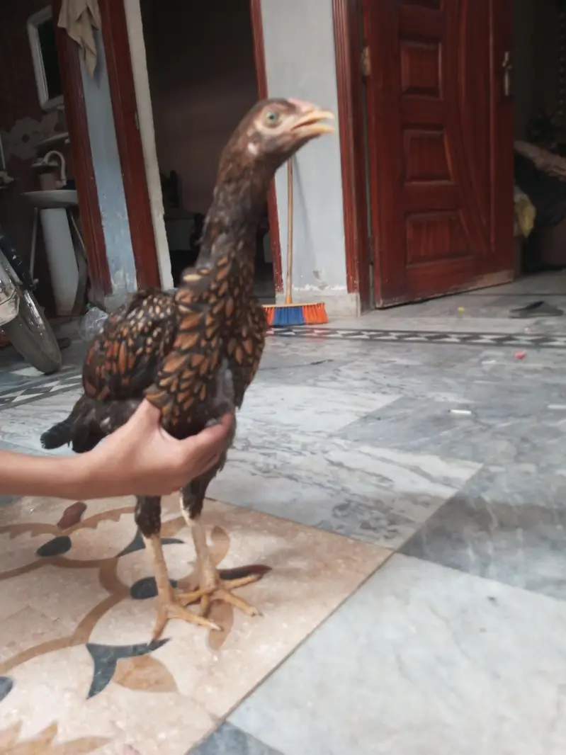 Bhoot achi murge ha aseel ha argen sal ha — photo 3