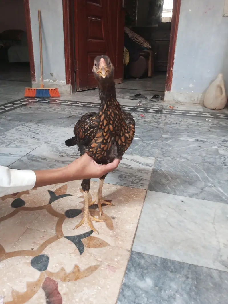 Bhoot achi murge ha aseel ha argen sal ha — photo 4