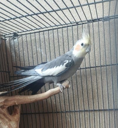 Single Cocktail for sale
