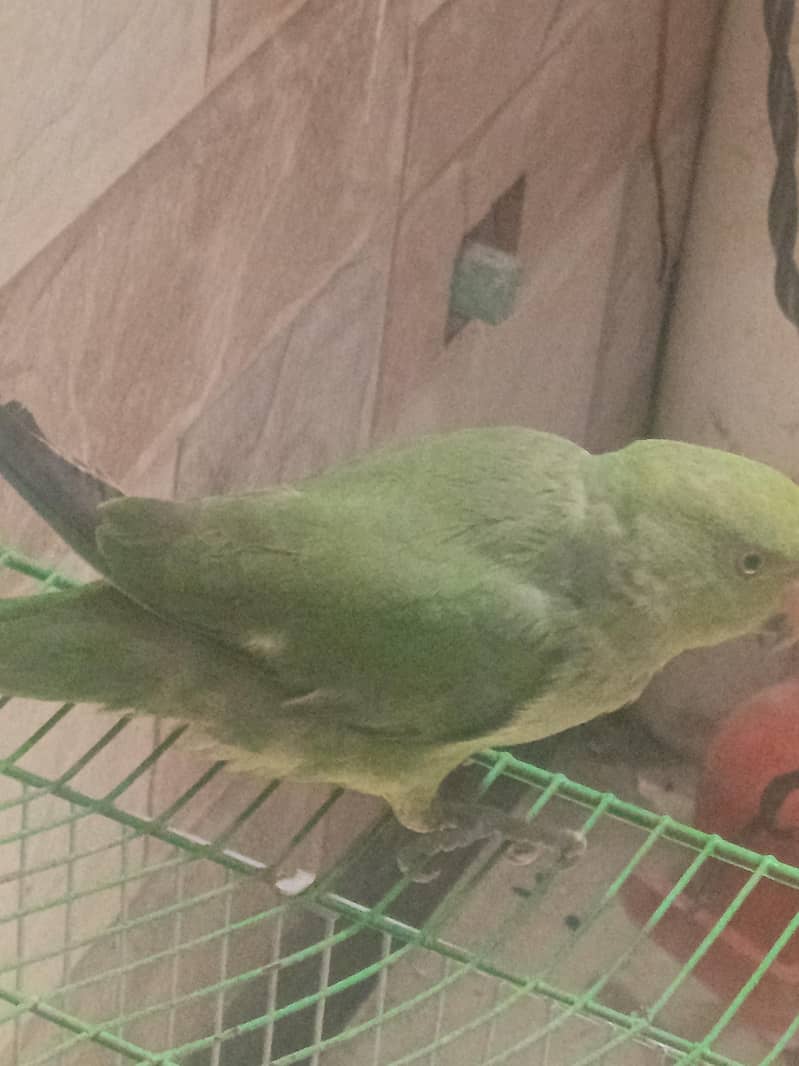 parrot 0