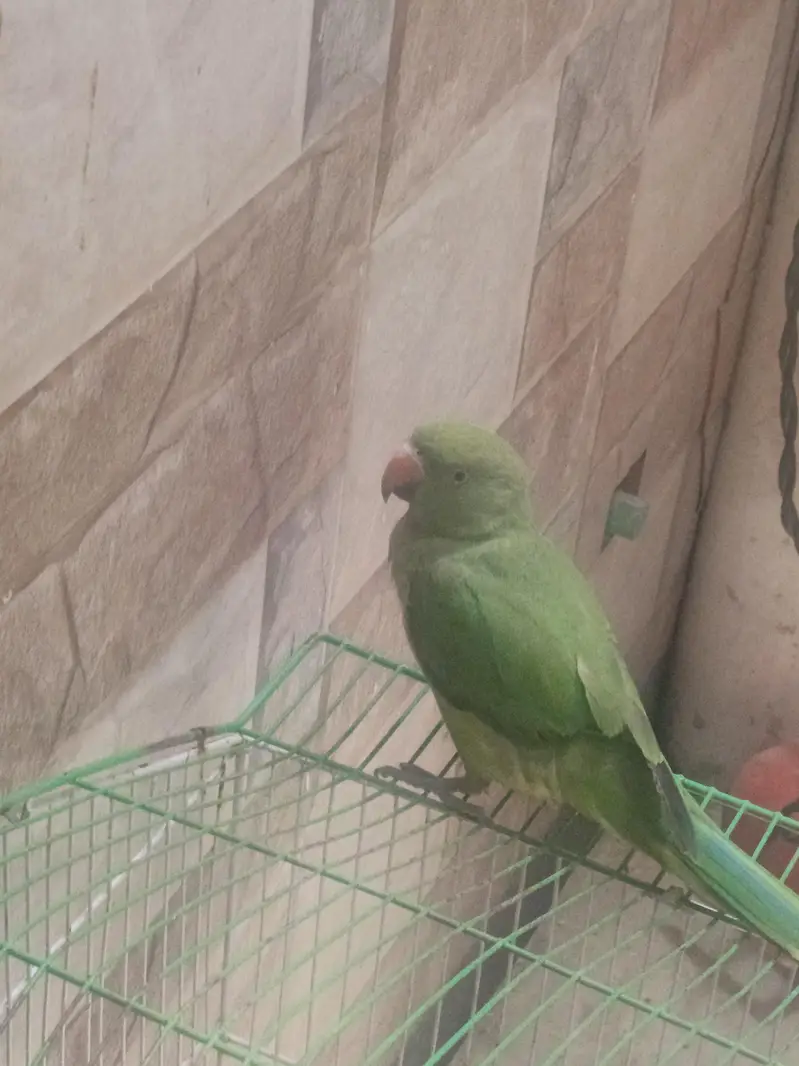 parrot — photo 2