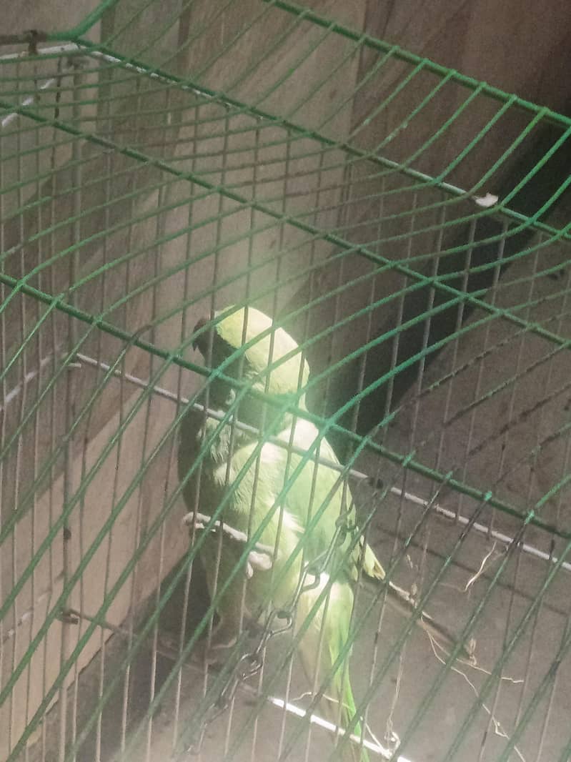parrot 2