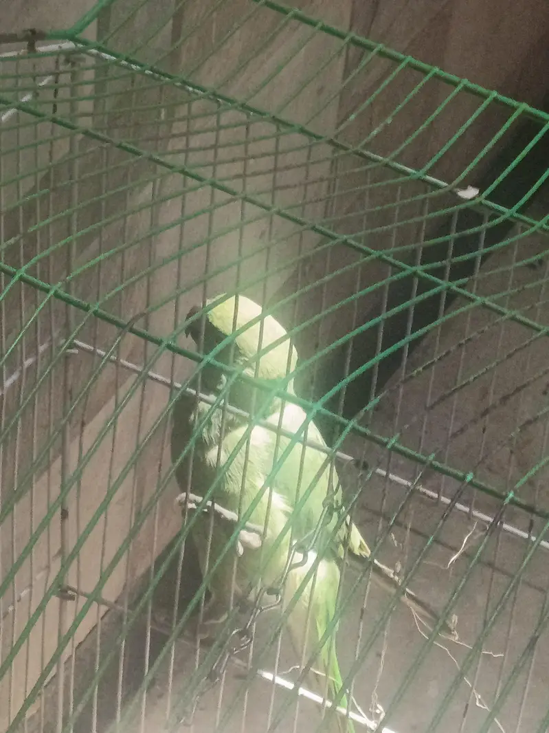 parrot — photo 3
