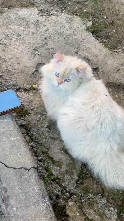 Persian or regdoll breed
