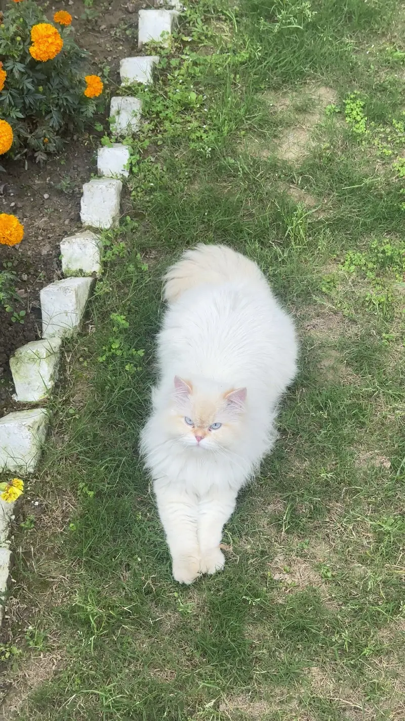 Persian or regdoll breed — photo 2