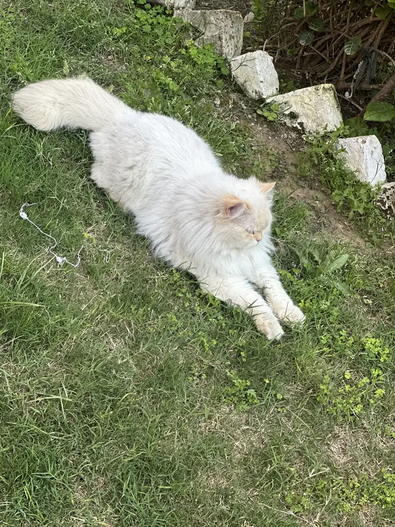 Persian or regdoll breed — photo 3