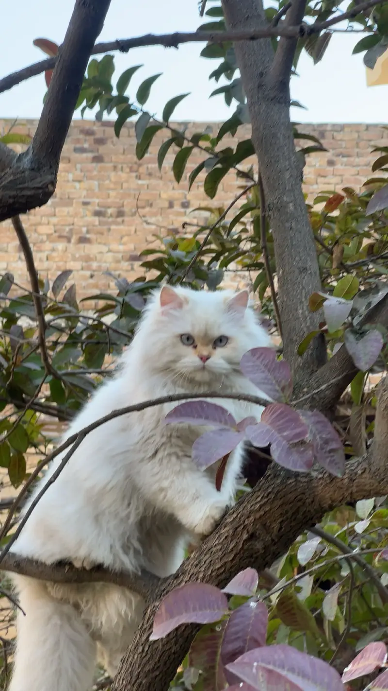 Persian or regdoll breed — photo 4