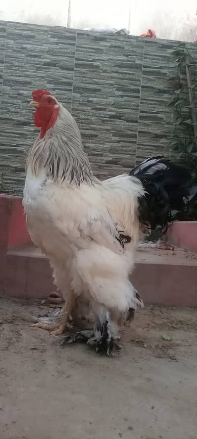 columbian brahma chicks