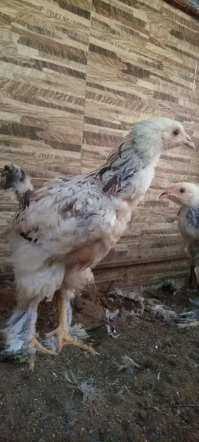 columbian brahma chicks — photo 2