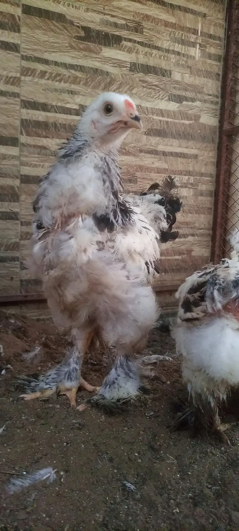 columbian brahma chicks — photo 3