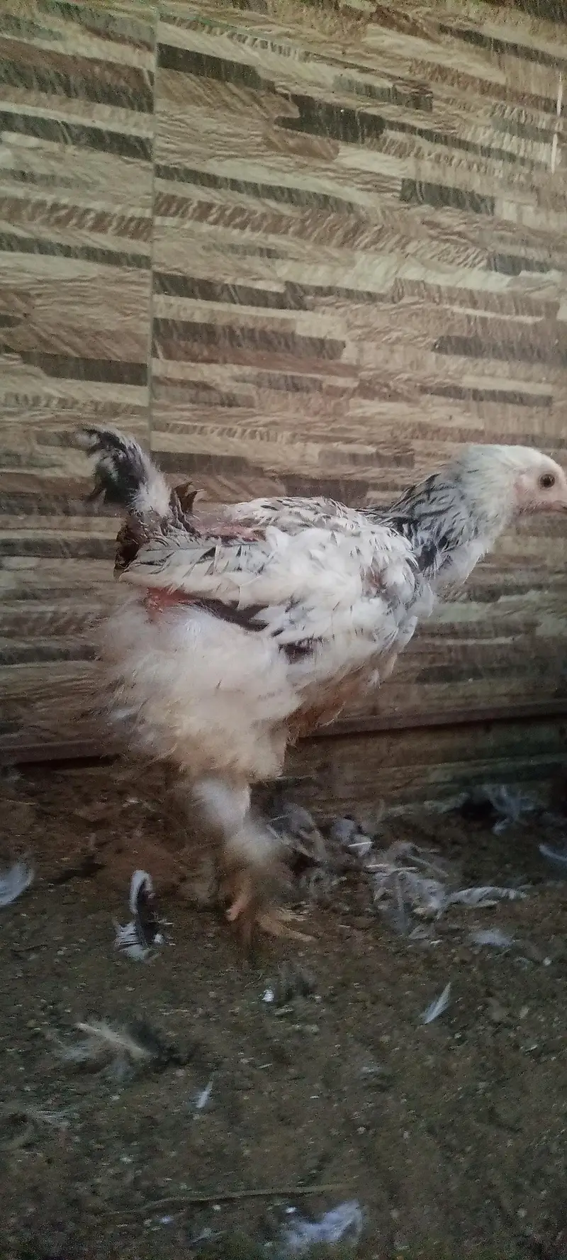 columbian brahma chicks — photo 4