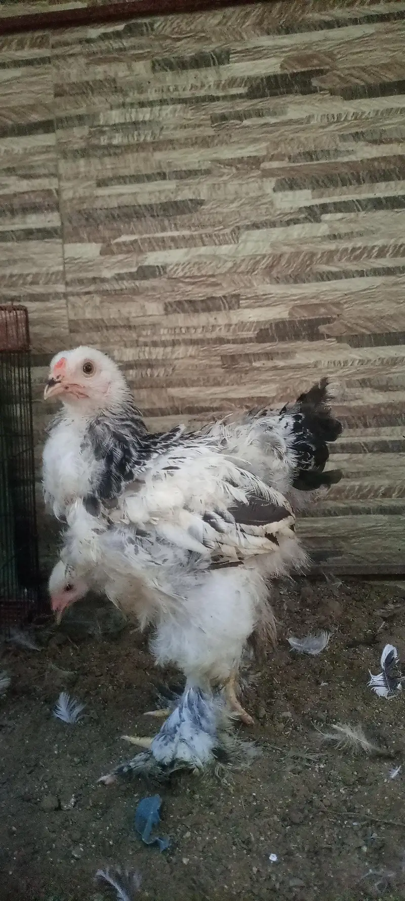columbian brahma chicks — photo 5
