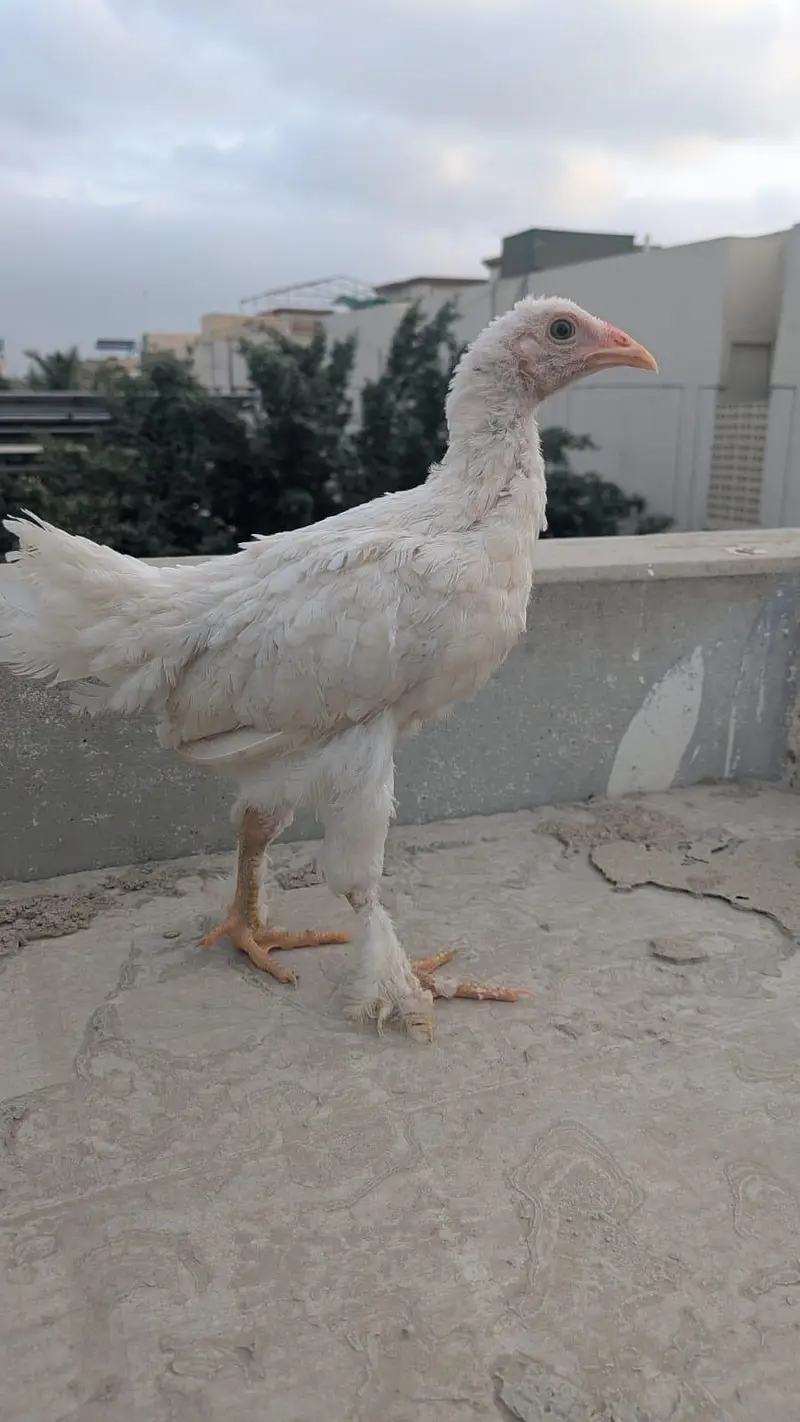 columbian brahma chicks — photo 6