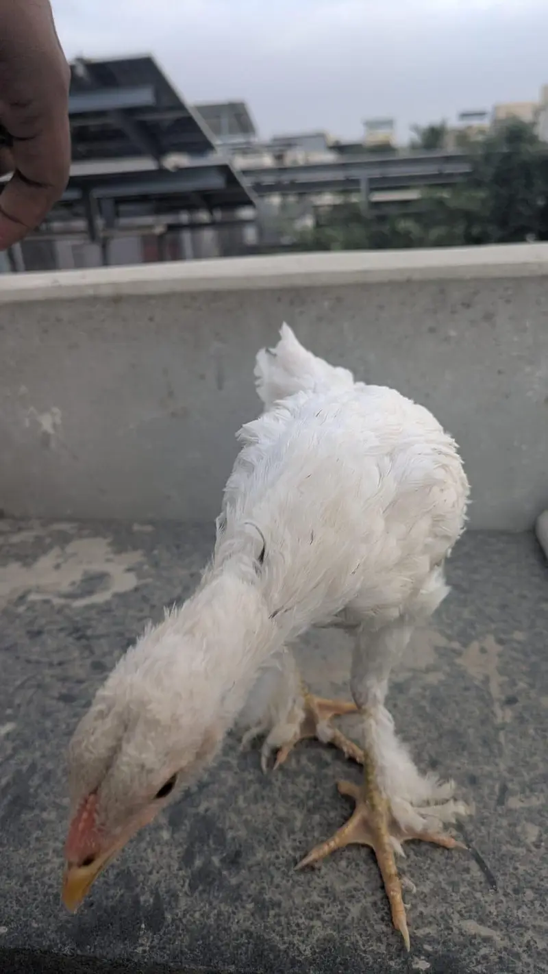 columbian brahma chicks — photo 7