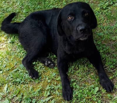 Labrador on Sale