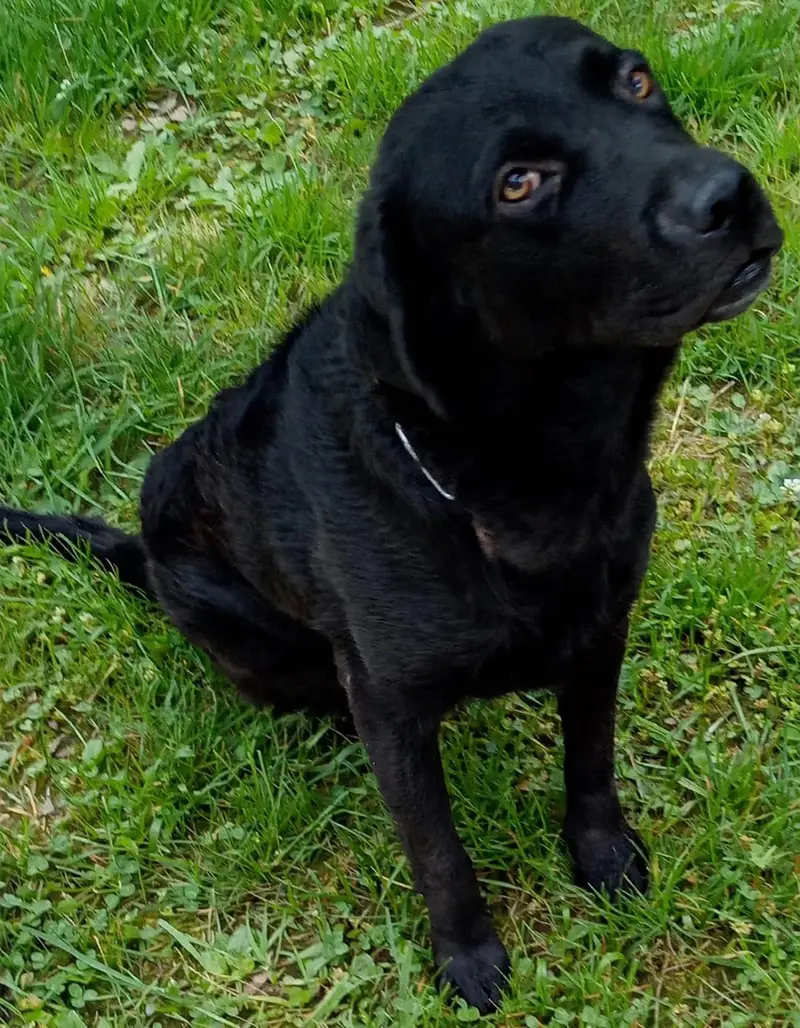 Labrador on Sale — photo 3