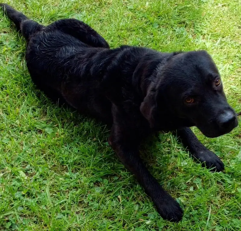 Labrador on Sale — photo 4