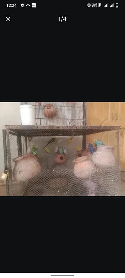 padges parrot 15 parrot ha or cage b ha