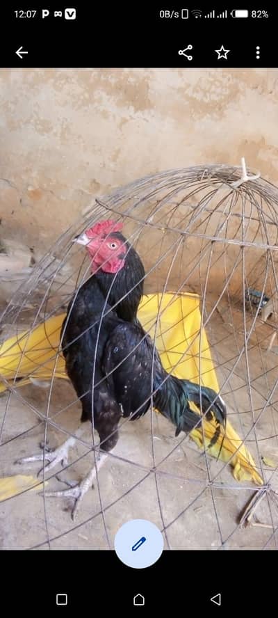 urgent sale aseel murgy