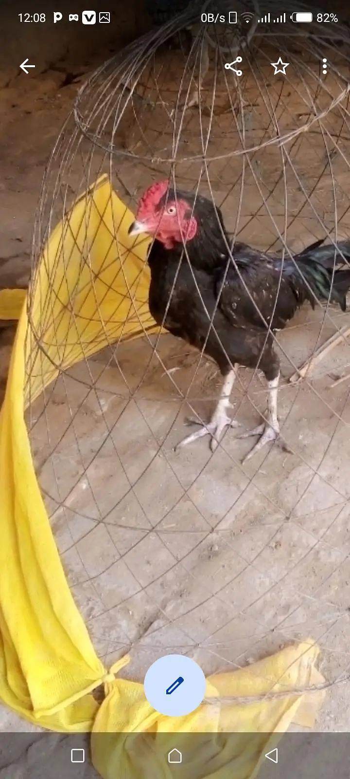 urgent sale aseel murgy — photo 3