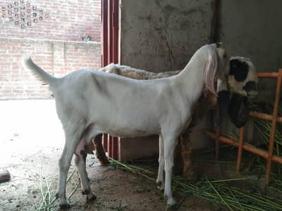 white Rajan puri bakri dudh wali bakri gabban Baki gabban kajli bher