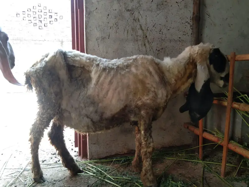 white Rajan puri bakri dudh wali bakri gabban Baki gabban kajli bher — photo 2
