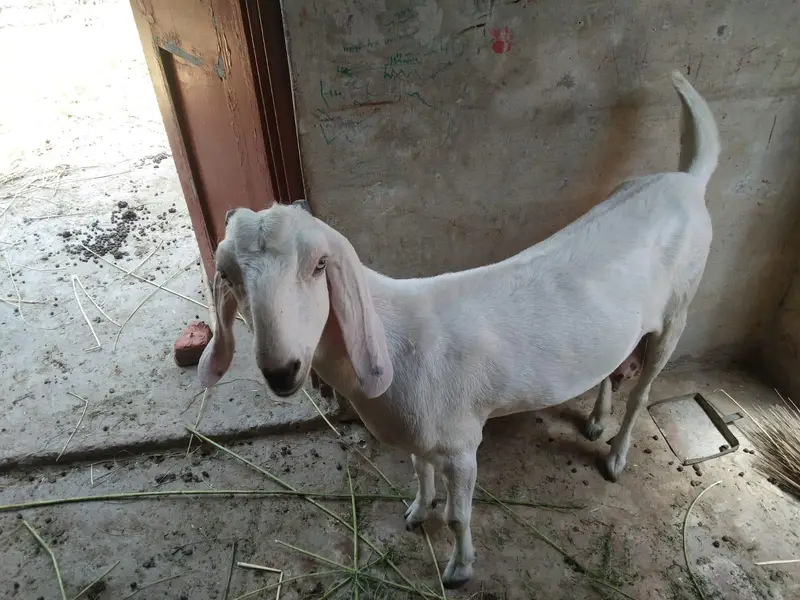 white Rajan puri bakri dudh wali bakri gabban Baki gabban kajli bher — photo 3