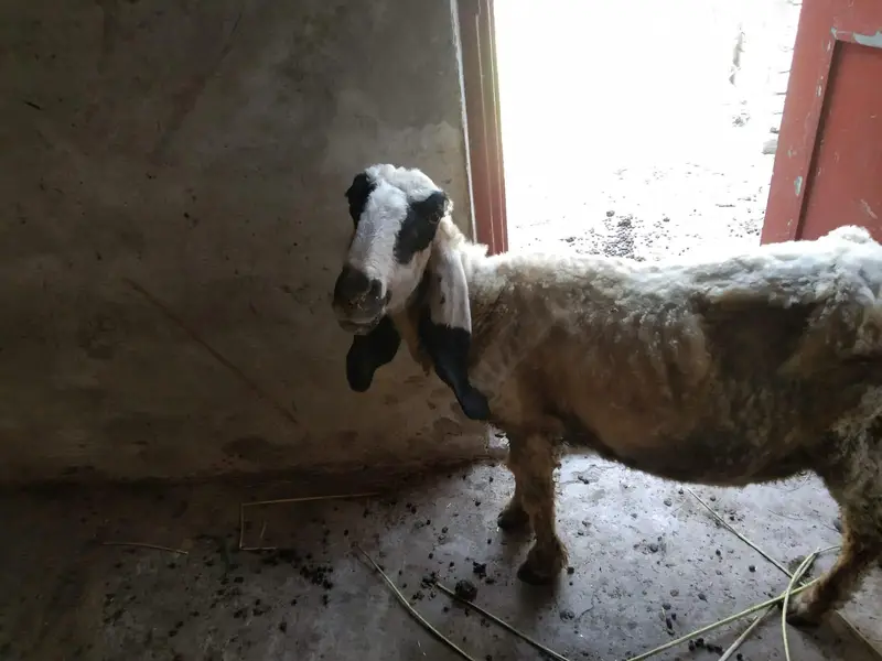 white Rajan puri bakri dudh wali bakri gabban Baki gabban kajli bher — photo 4