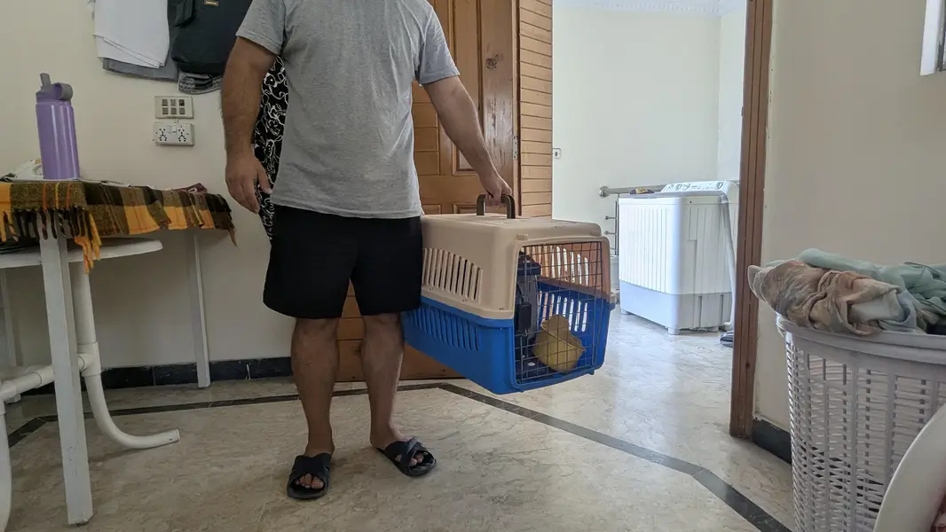 Dog puppy Jet box - For sale — photo 5