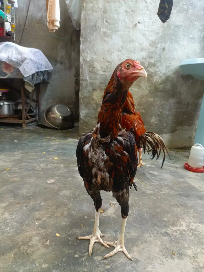 Aseel murga — photo 2